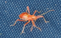 cf-Himacerus apterus